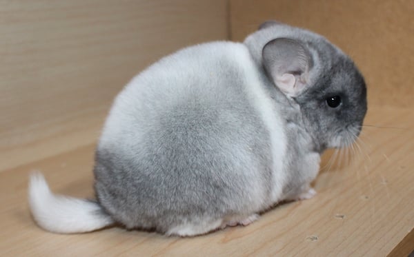 White Mosaic Chinchilla Pictures