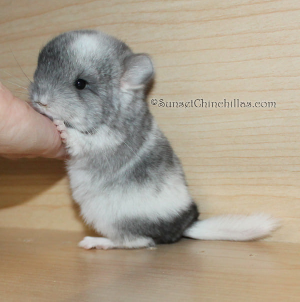 White Mosaic Chinchilla Pictures
